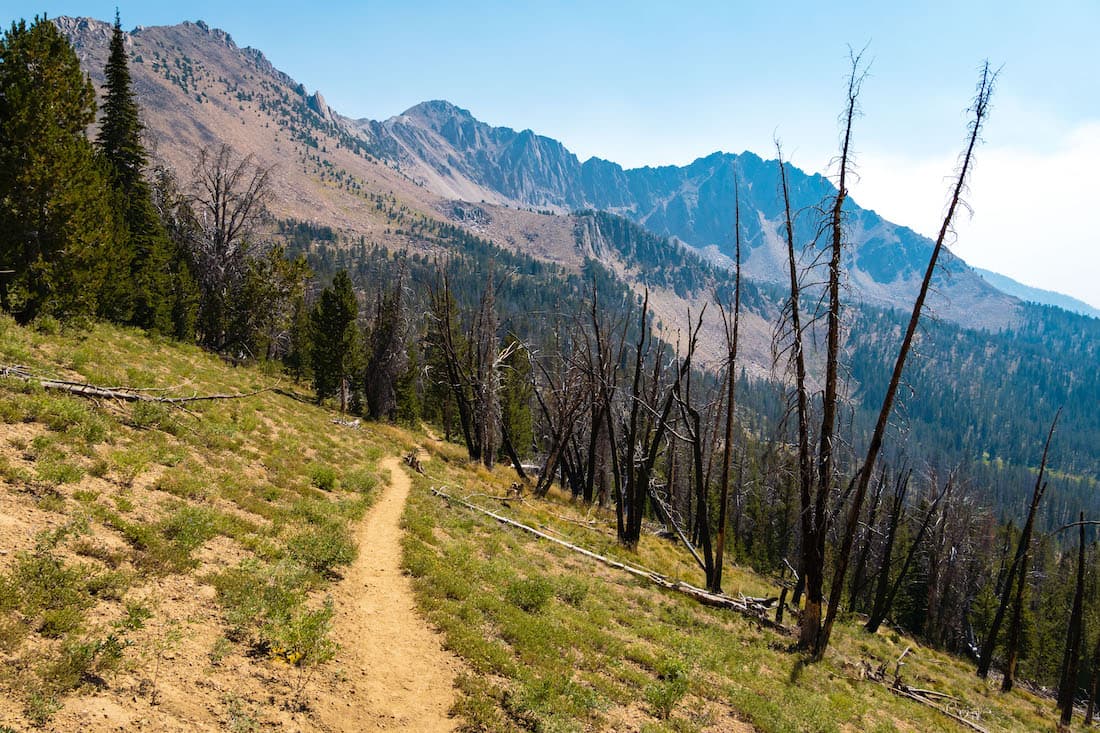 The trail passing through some burnt trees on the White Clouds Loop