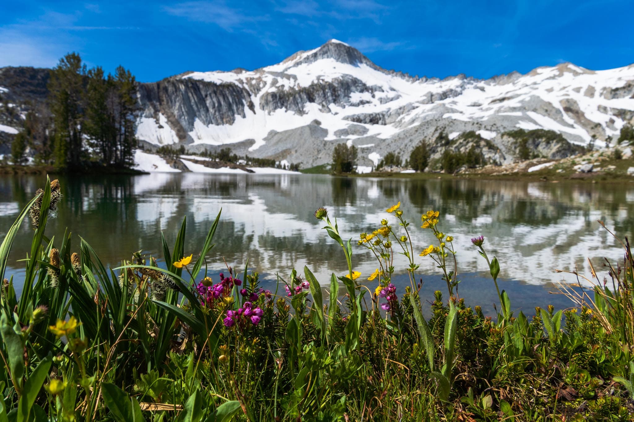 Wildflowers at Glacier Lake