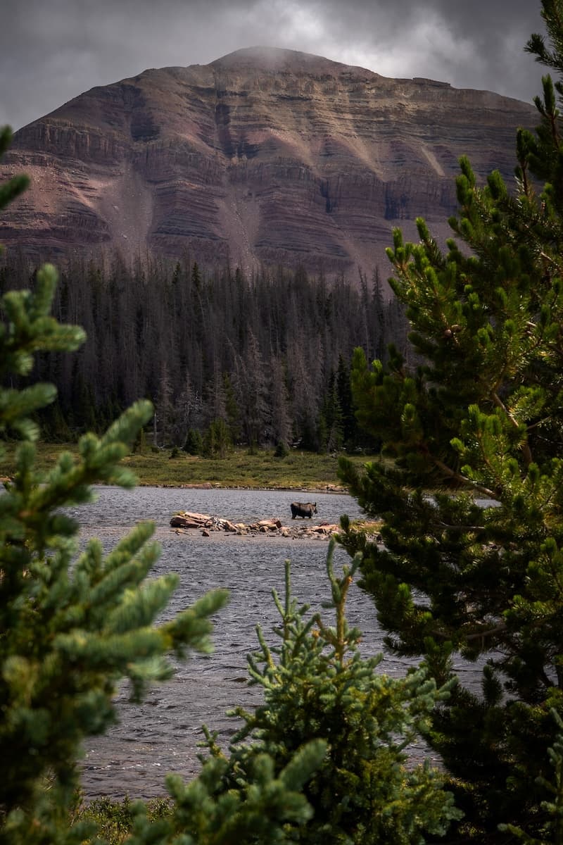 Brock in the Eagle Cap Wilderness