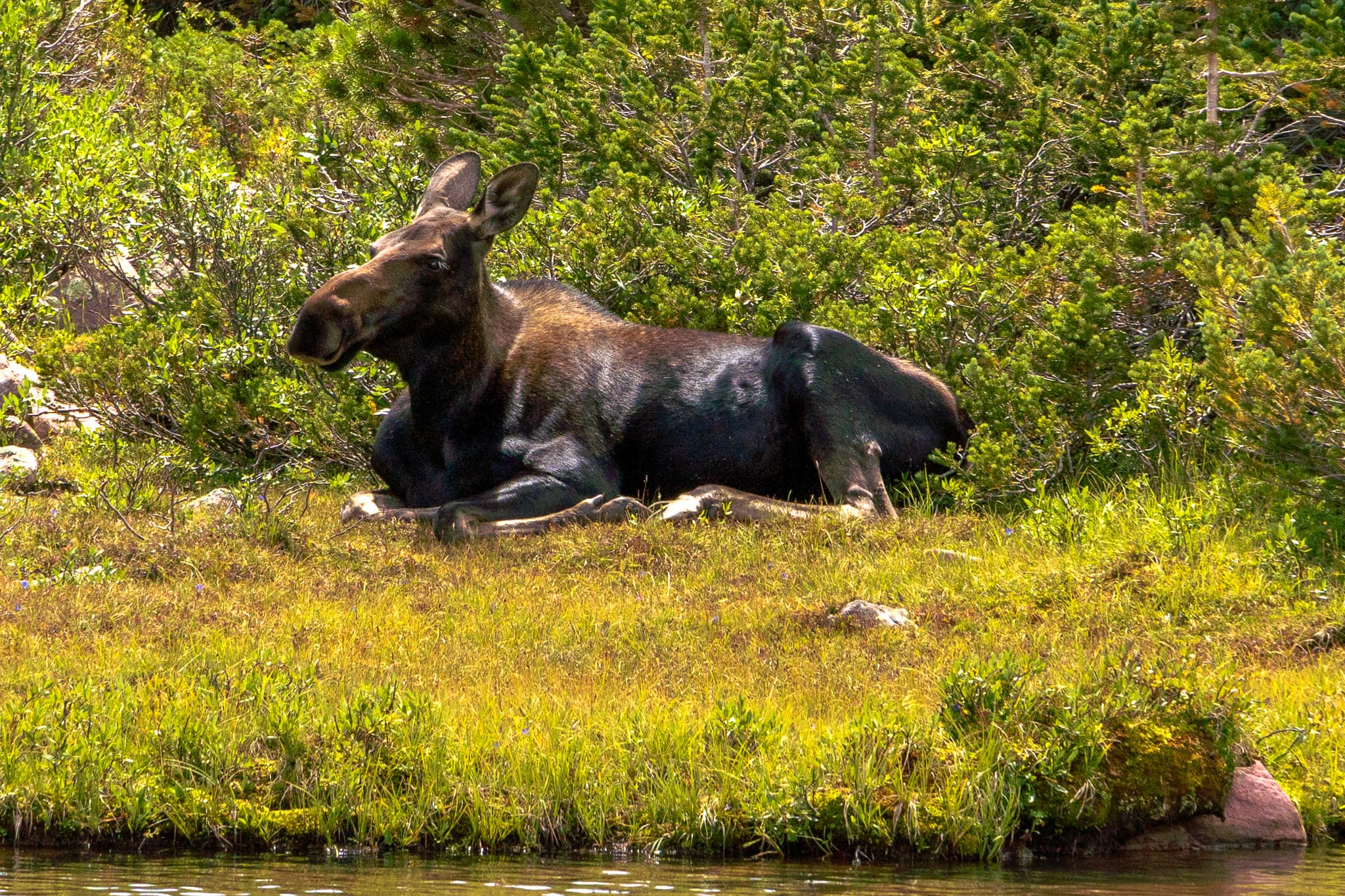 Brock in the Eagle Cap Wilderness
