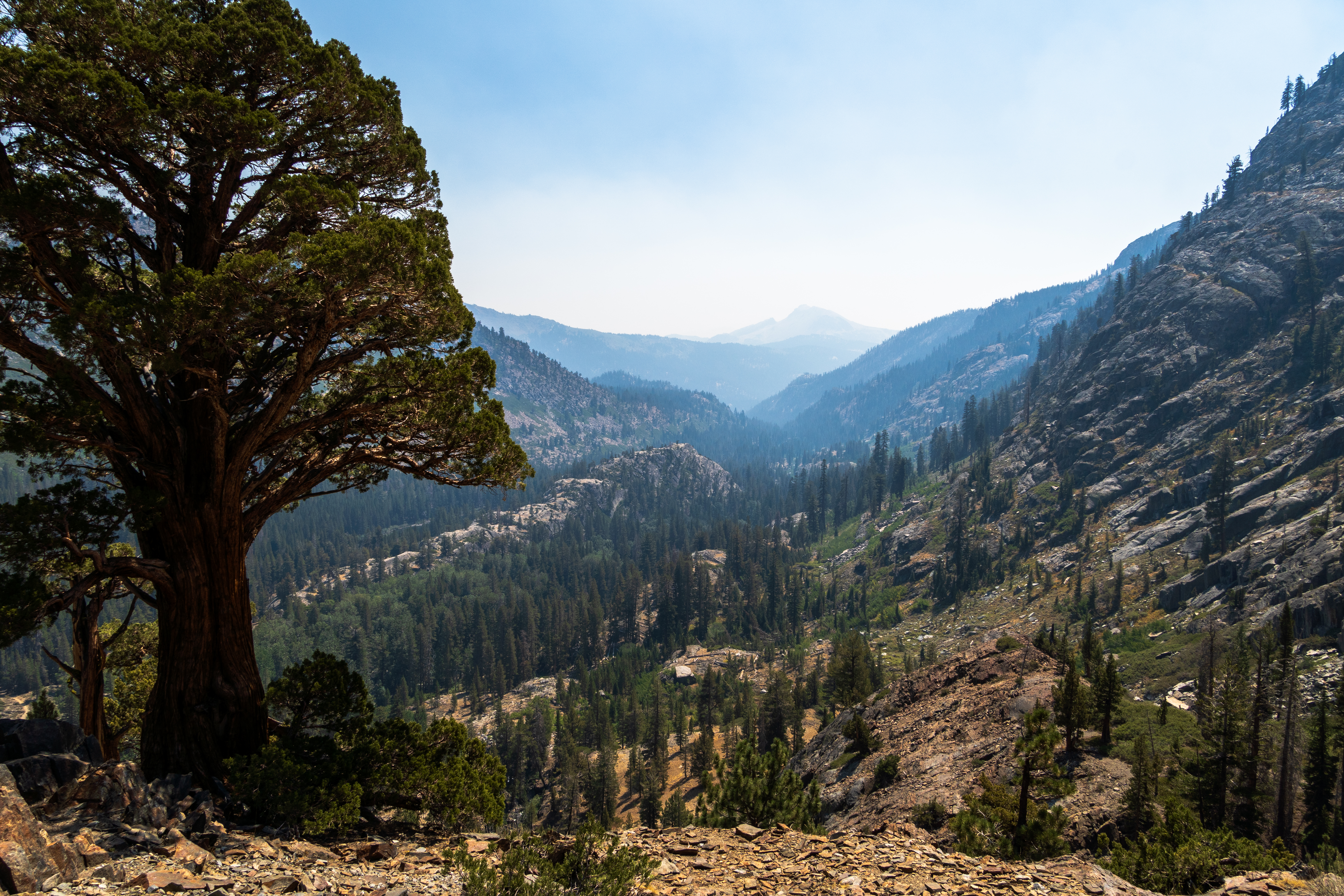 A trailside Sequioia on the way to Agnew meadows