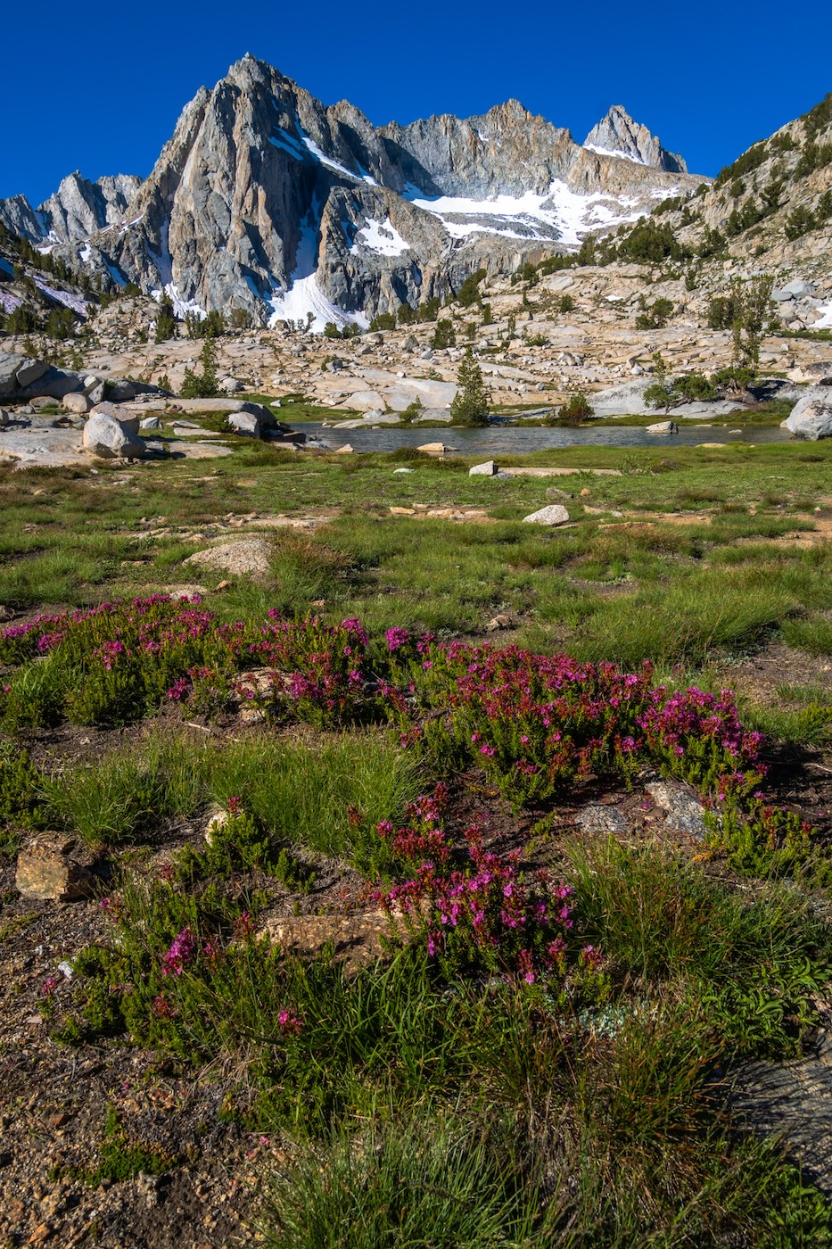 Wildflowers in the Sabrina Basin