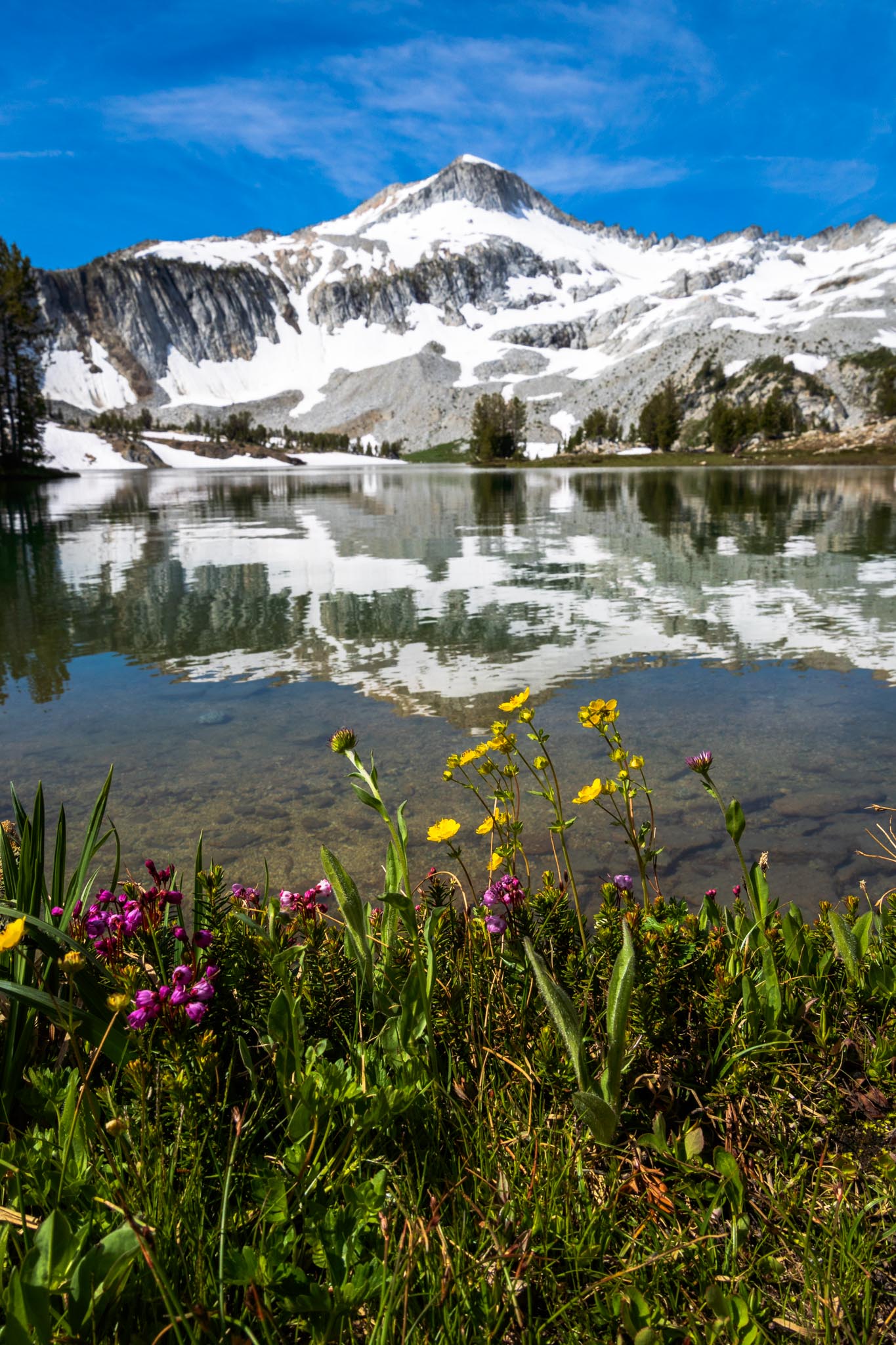 Wildflowers at Glacier Lake